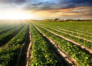 Organic Cultivated land in a rural landscape at sunset